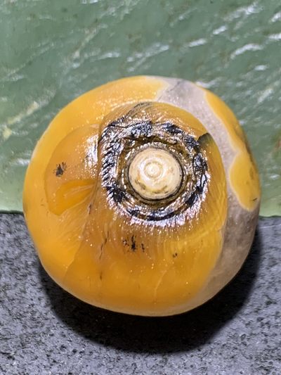 精美冰飘天眼战国红玛瑙手工俏色巧雕鹦鹉吊坠一个 - 精美冰飘天眼战国红玛瑙手工俏色巧雕鹦鹉吊坠一个