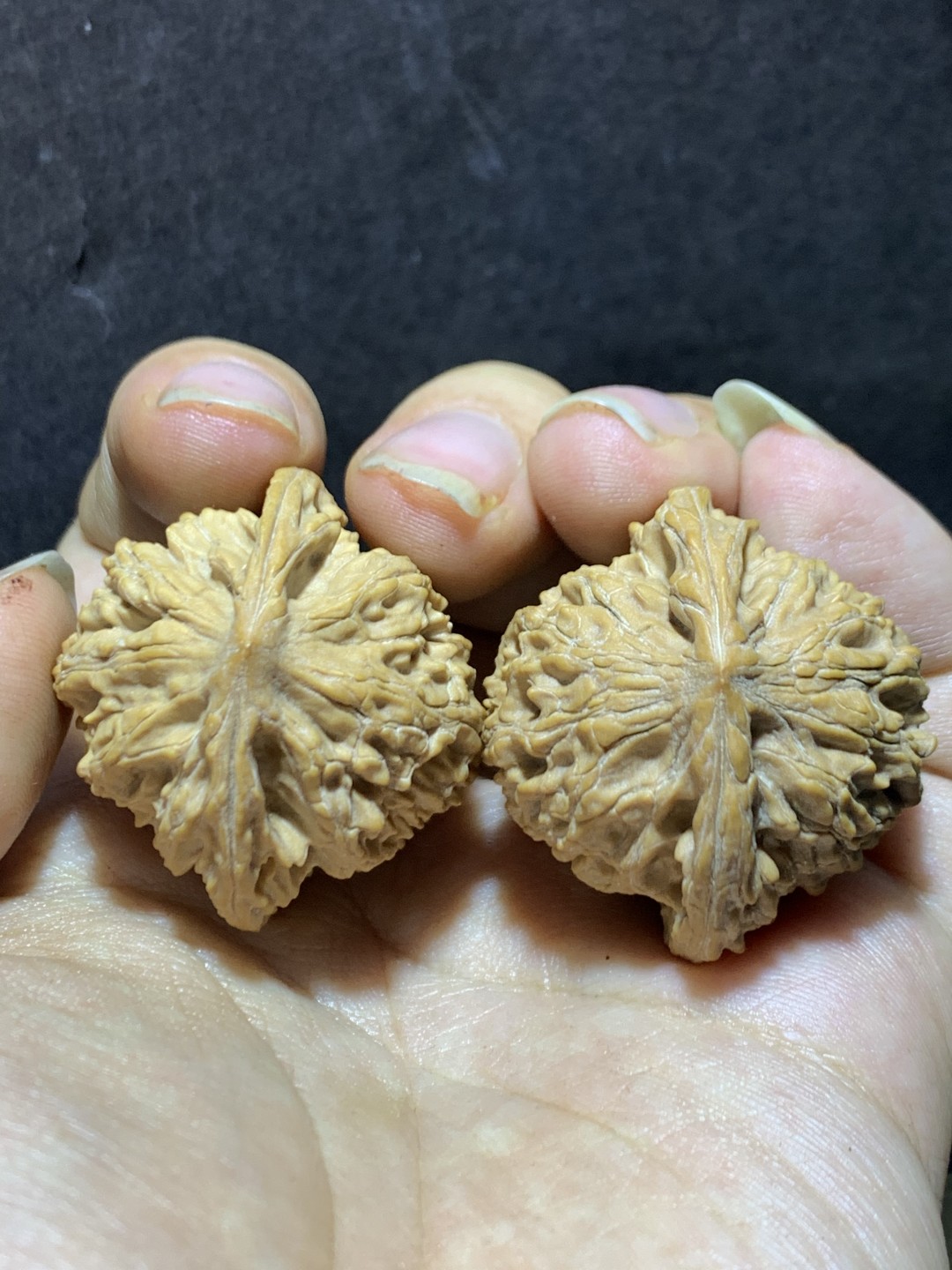 精美稀有小众凤凰岭狮子头麻核桃文玩核桃一对，