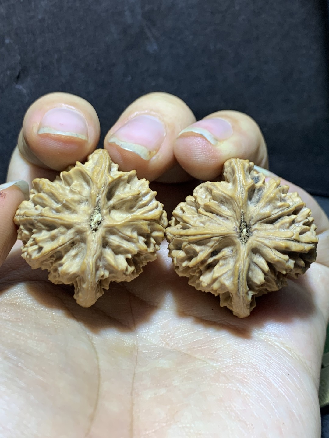 精美稀有小众凤凰岭狮子头麻核桃文玩核桃一对，