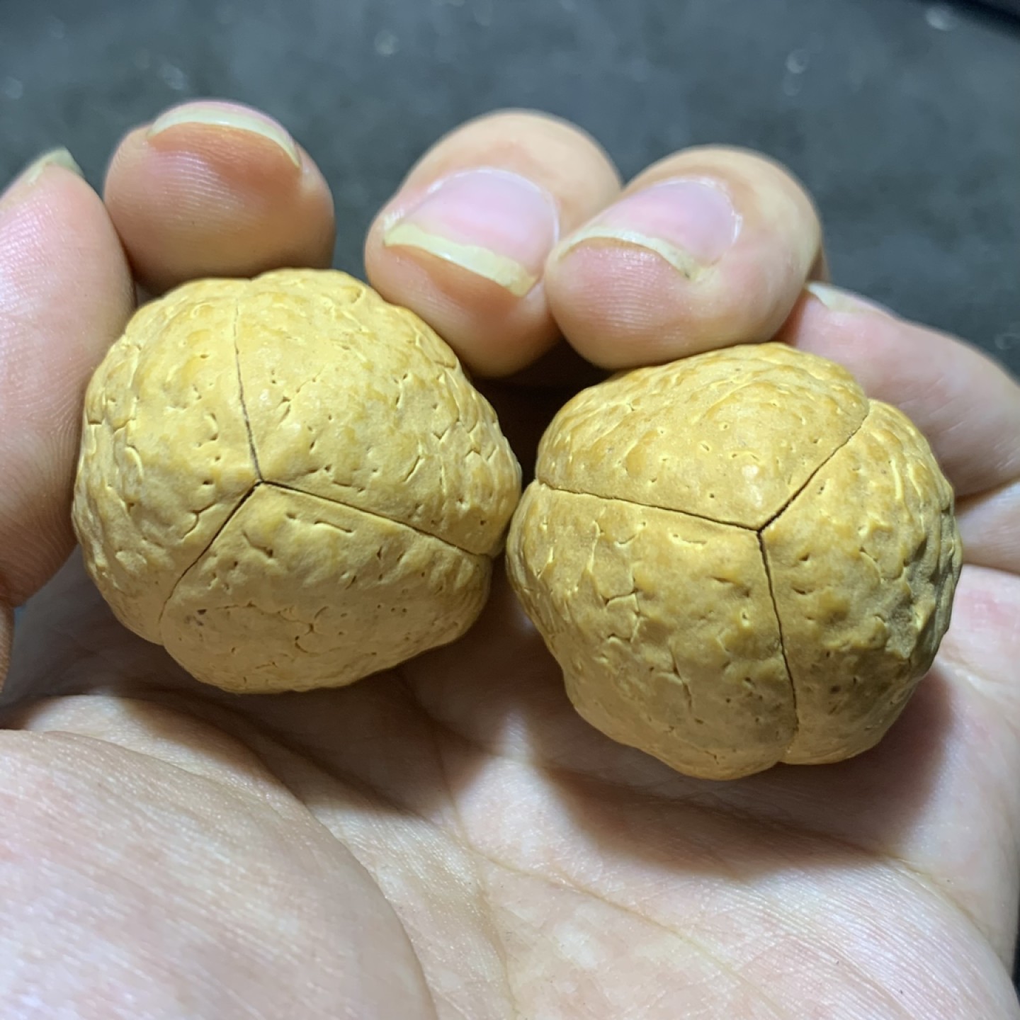 仅此一对，龙蛋玉化玄武 3瓣菩提一对