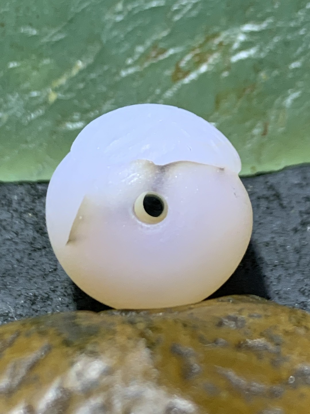 精美亚光高玉化海洋玉髓手工俏色巧雕鹦鹉桶珠一个！