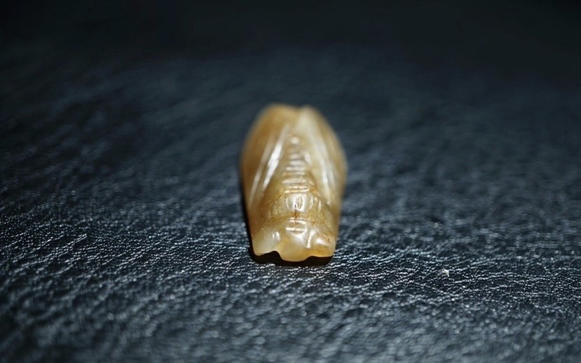 ｜冷门出品｜精选专拍·第叁拾陆场· 明清工老和田玉玉蝉挂件