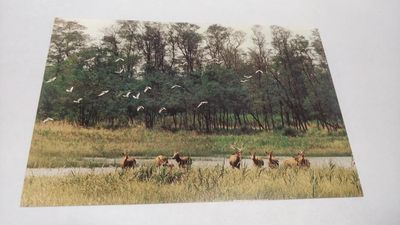 同乐放漏，首日封，0起拍，无佣金 - 非常稀少的明信片，麋鹿保护区