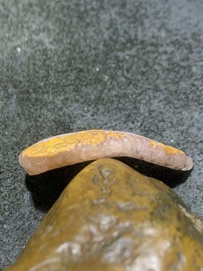 精美亚光战国红玛瑙手工雕刻树叶吊坠一个 精美亚光战国红玛瑙手工雕刻树叶吊坠一个