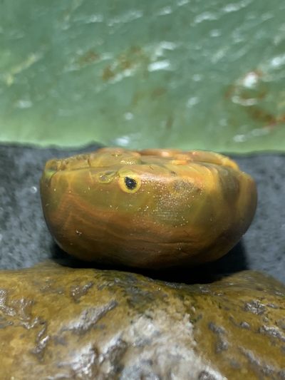 精美亚光冰飘战国红玛瑙雕刻手工俏色巧雕莲年有鱼吊坠一个 精美亚光冰飘战国红玛瑙雕刻手工俏色巧雕莲年有鱼吊坠一个