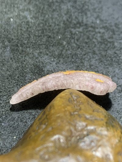 精美亚光战国红玛瑙手工雕刻树叶吊坠一个 精美亚光战国红玛瑙手工雕刻树叶吊坠一个