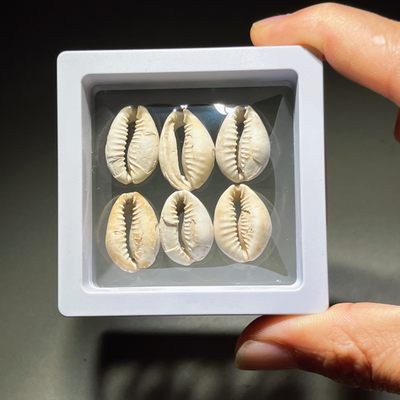 全场0元起拍，第111期，周日18：00【博古收藏】古钱币拍卖专场 - 古贝