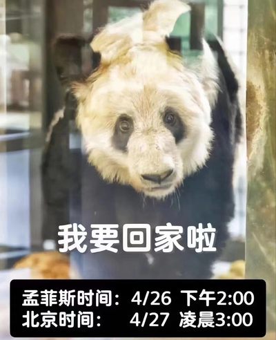 零元拍：丫丫终于回家啦，特别奉献歪歪老师为迎接丫丫回家创作亲笔签名绘画《欢迎丫丫回家》，拍中还赠送中国大熊猫保护研究中心指定文创：20天龄熊猫幼崽 毛绒公仔一只哦，全新无拆。 - 零元拍：丫丫终于回家啦，特别奉献歪歪老师为迎接丫丫回家创作亲笔签名绘画《欢迎丫丫回家》，拍中还赠送中国大熊猫保护研究中心指定文创：20天龄熊猫幼崽 毛绒公仔一只哦，全新无拆。