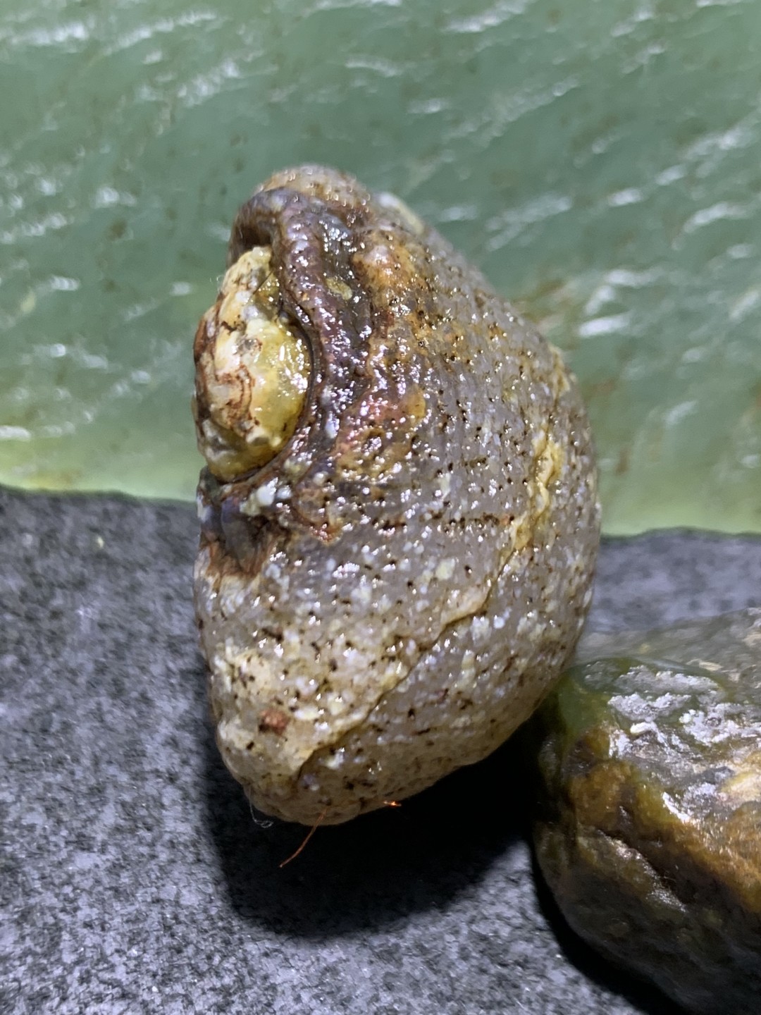 精美罕见冰透高玉化眼石原石一颗