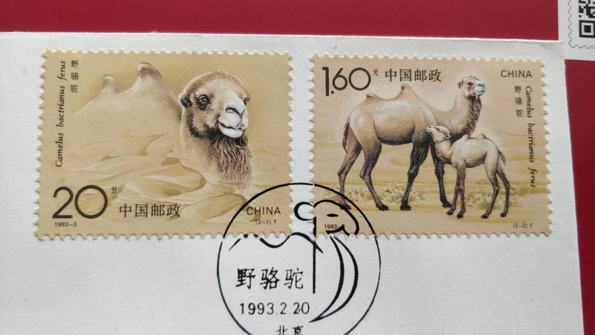 0起加1，放漏 1993年  野骆驼