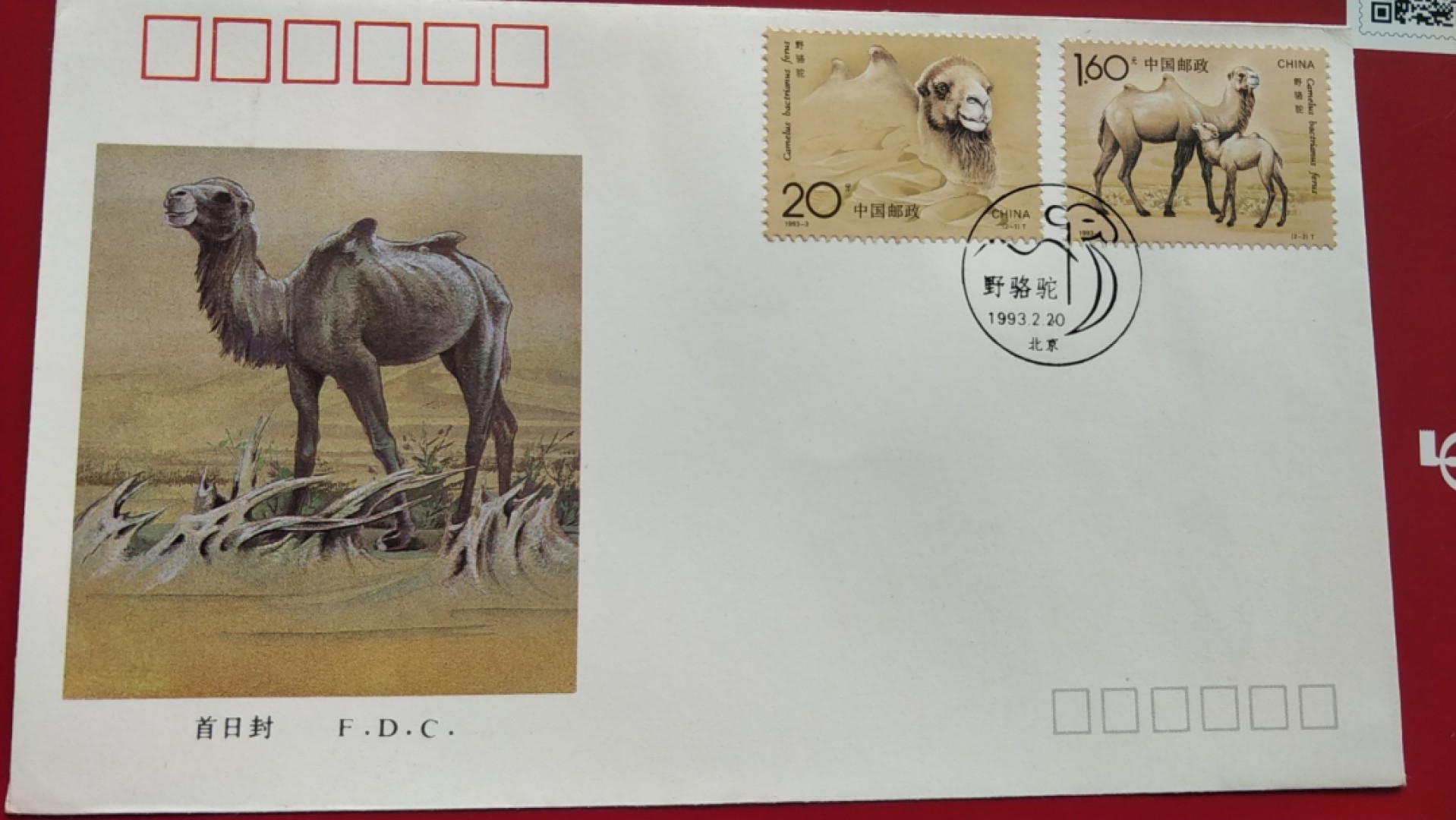 0起加1，放漏 1993年  野骆驼