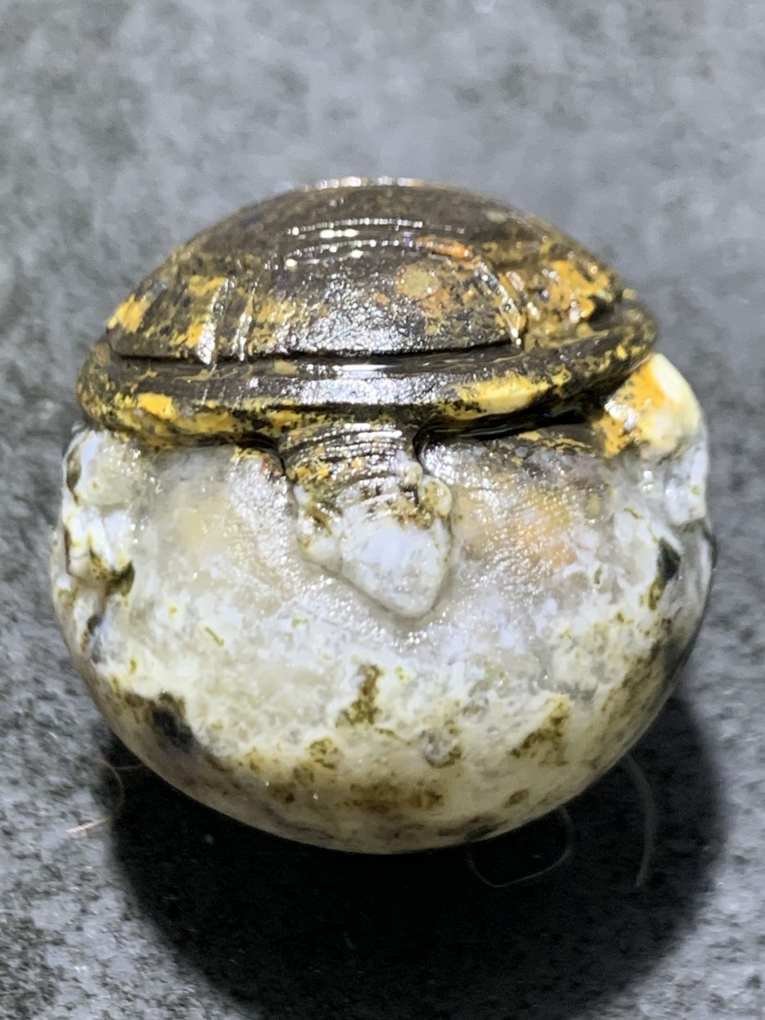 精美冰飘亚光原皮战国红玛瑙手工俏色巧雕金钱龟珠一颗！寓意：金钱归