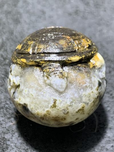 精美冰飘亚光原皮战国红玛瑙手工俏色巧雕金钱龟珠一颗！寓意：金钱归 - 精美冰飘亚光原皮战国红玛瑙手工俏色巧雕金钱龟珠一颗！寓意：金钱归