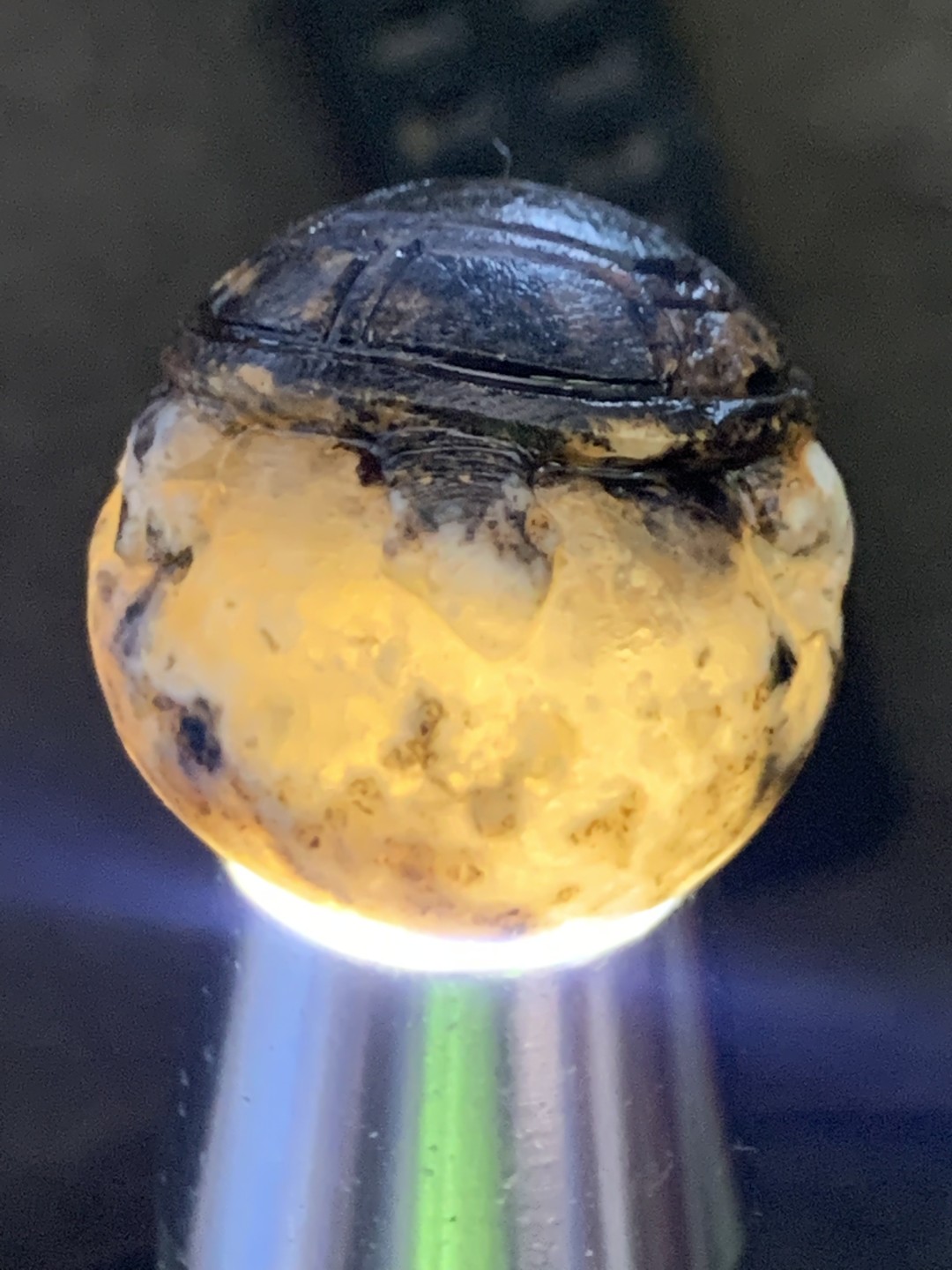 精美冰飘亚光原皮战国红玛瑙手工俏色巧雕金钱龟珠一颗！寓意：金钱归