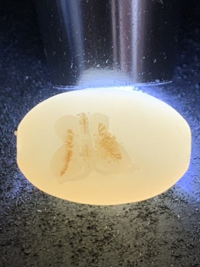 精美亚光高玉化海洋玉髓手工俏色巧雕蝴蝶随形桶珠一个！ 精美亚光高玉化海洋玉髓手工俏色巧雕蝴蝶随形桶珠一个！