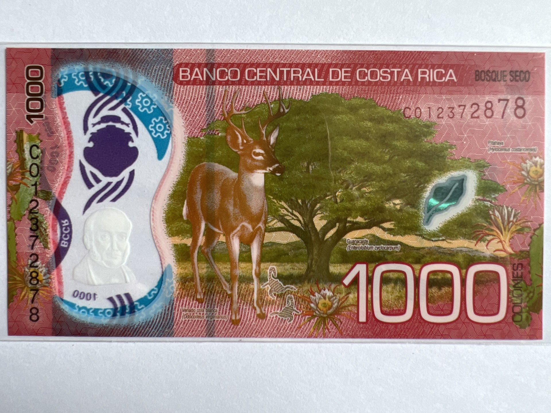 泡泡堂微拍第164幕纸币捡漏可累计专场👿👿，累计满二十元包邮，接受代拍业务 哥斯达黎加1000克朗 塑料钞