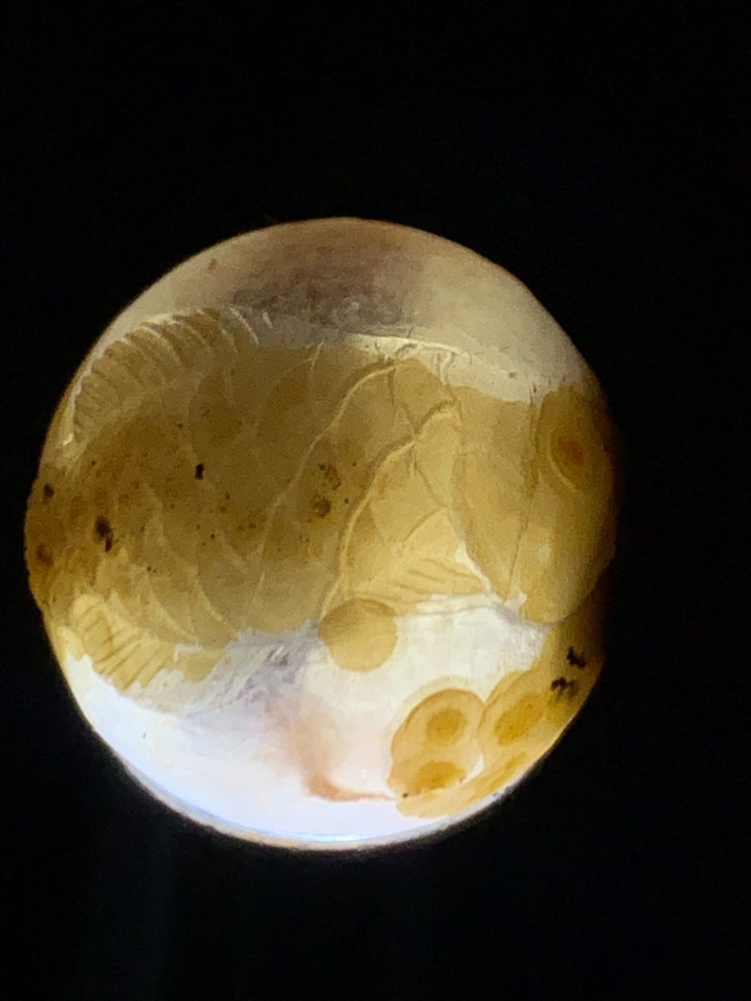 精美冰飘亚光战国红玛瑙手工俏色巧雕金龙鱼钱币随形圆珠一个