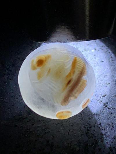 精美冰飘亚光战国红玛瑙手工俏色巧雕鱼钱币随形圆珠一个， 精美冰飘亚光战国红玛瑙手工俏色巧雕鱼钱币随形圆珠一个，