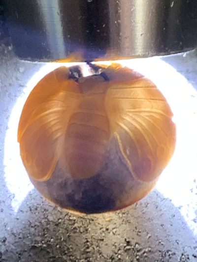 精美亚光冻料战国红玛瑙雕刻蝶恋花珠一颗！ 精美亚光冻料战国红玛瑙雕刻蝶恋花珠一颗！