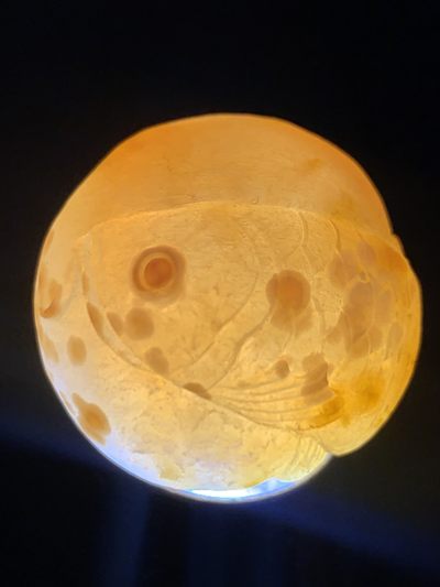 精美冰飘亚光战国红玛瑙手工俏色巧雕龙鱼随形珠一个 精美冰飘亚光战国红玛瑙手工俏色巧雕龙鱼随形珠一个