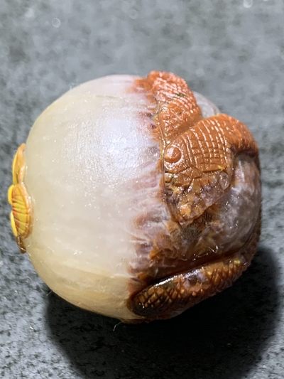 精美冰飘糖心料亚光战国红玛瑙手工俏色巧雕灵蛇随形珠一个 精美冰飘糖心料亚光战国红玛瑙手工俏色巧雕灵蛇随形珠一个