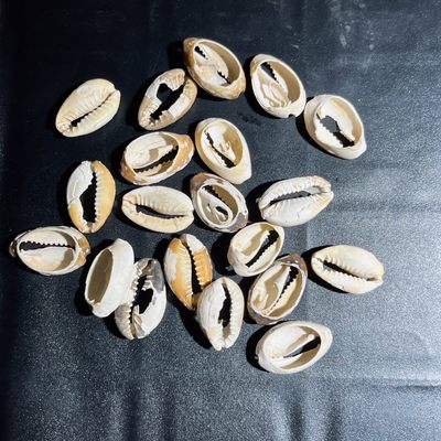 全场0元起拍，第120期，周五21：00【博古收藏】古钱币拍卖专场 - 贝币