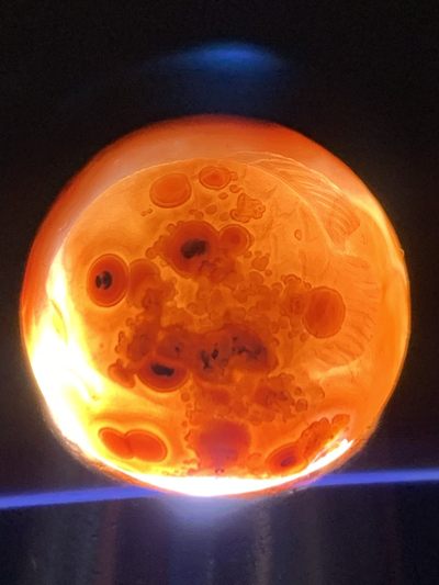 精美亚光紫罗兰草花纹战国红玛瑙手工俏色巧雕小丑鱼珠子一个 精美亚光紫罗兰草花纹战国红玛瑙手工俏色巧雕小丑鱼珠子一个