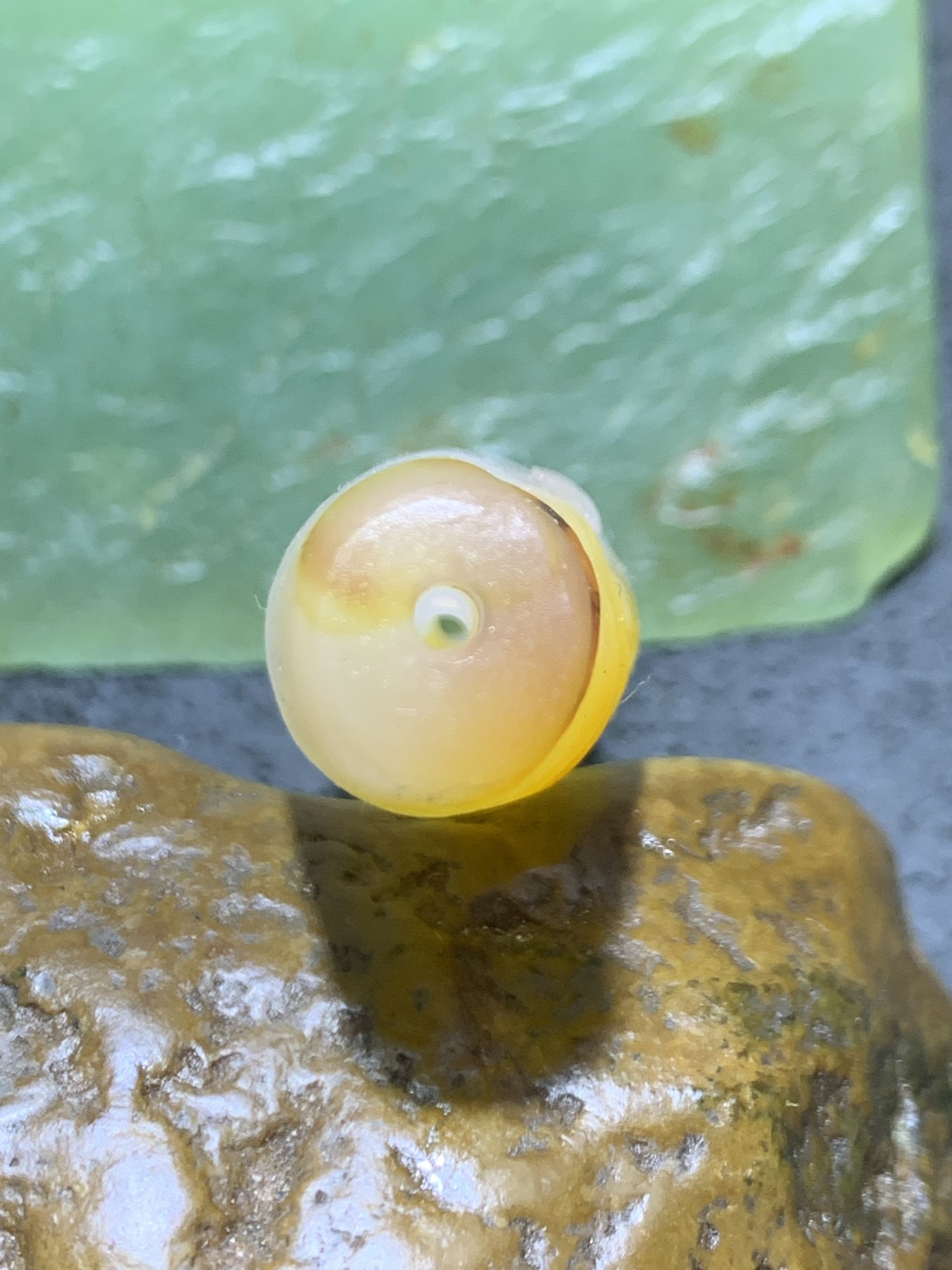 精美高玉化亚光海洋玉髓手工俏色巧雕佛光普照意境随形大桶珠一个！