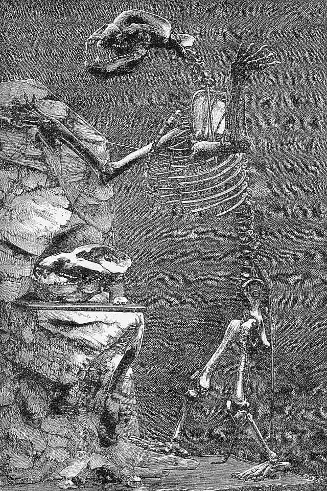 橡树集藏-006场 海纳百川 pcgs-Ms65，德国紧急状态时期50芬尼铁币，数据库唯一记录，冠军分顶级品。大名誉品种。双面1919，极为罕见的铁质洞熊，打制深骏，状态极佳。背面pl感强烈，小镜子。铁币能有此工艺极为难得。 双面1919是洞熊这个品种的大珍，发行量只有150枚左右。此枚市面仅见，可遇不可求～