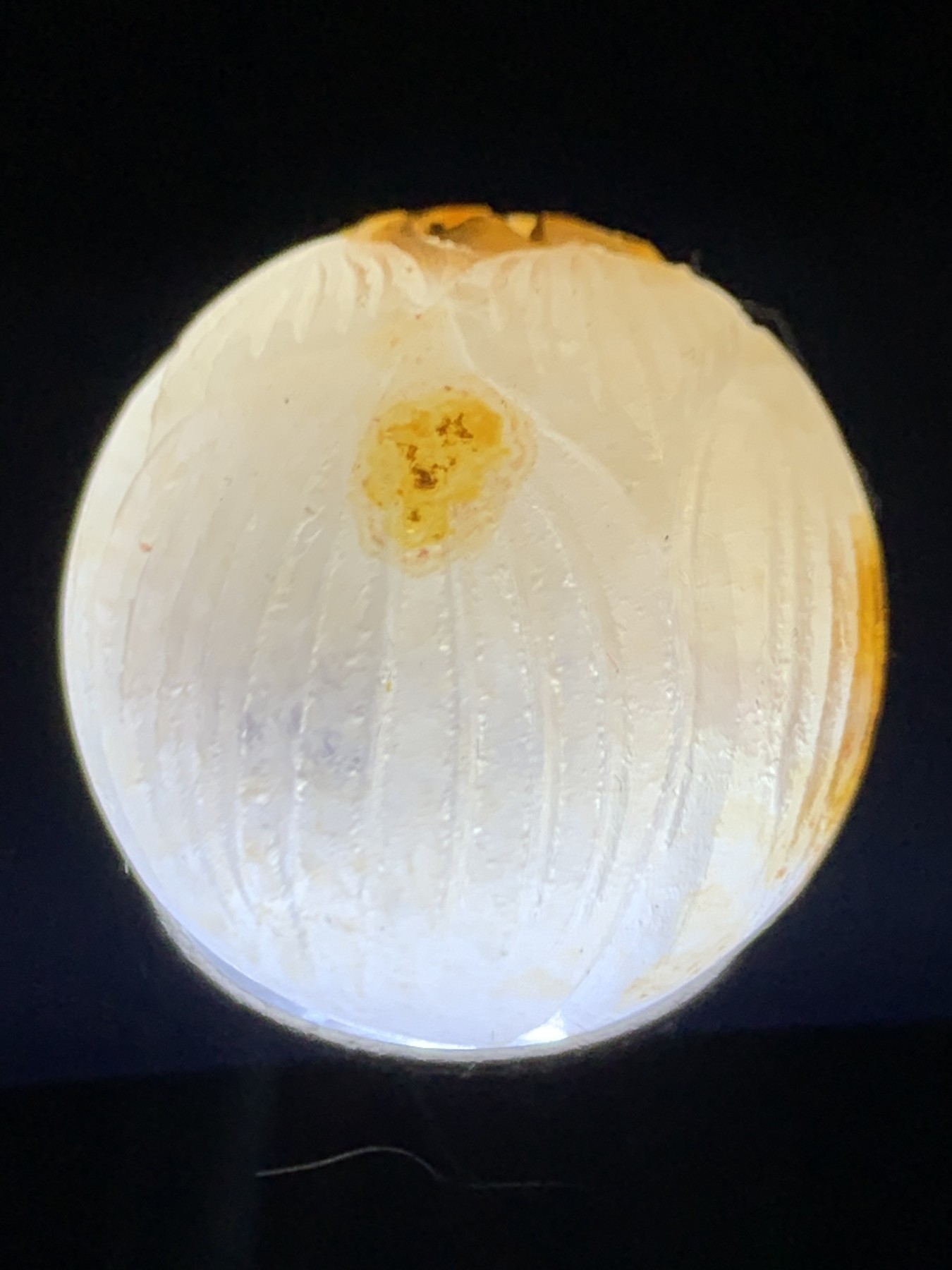 精美满冰原皮亚光战国红玛瑙手工雕刻莲花珠一个，