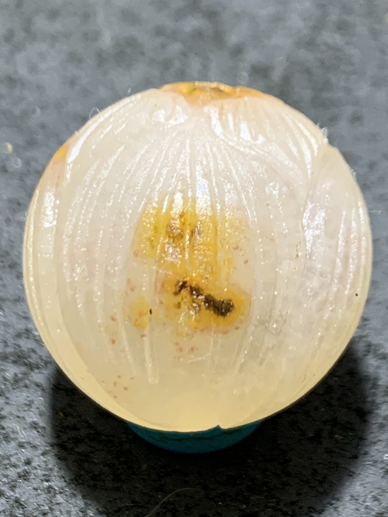 精美满冰原皮亚光战国红玛瑙手工雕刻莲花珠一个，