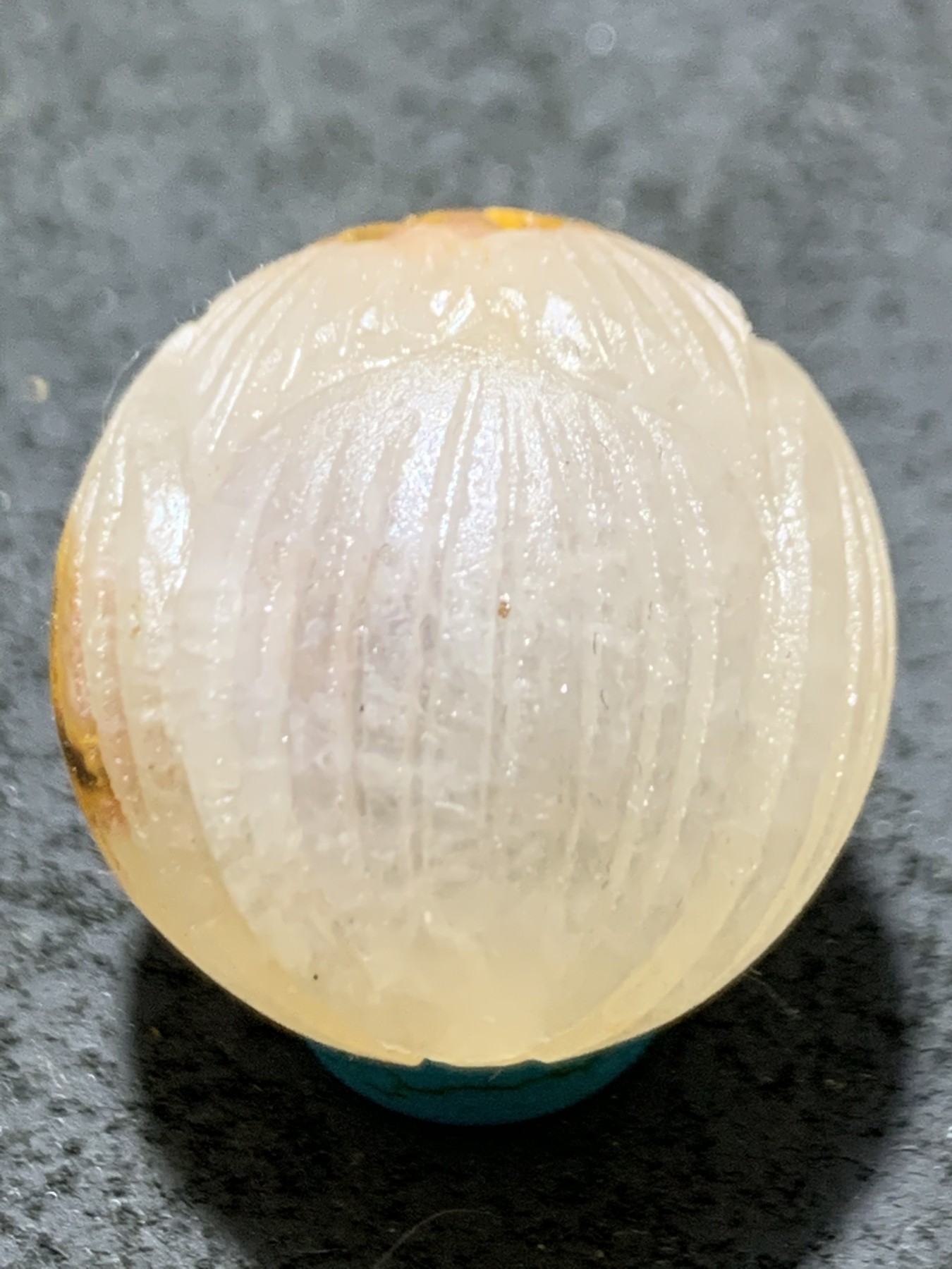 精美满冰原皮亚光战国红玛瑙手工雕刻莲花珠一个，