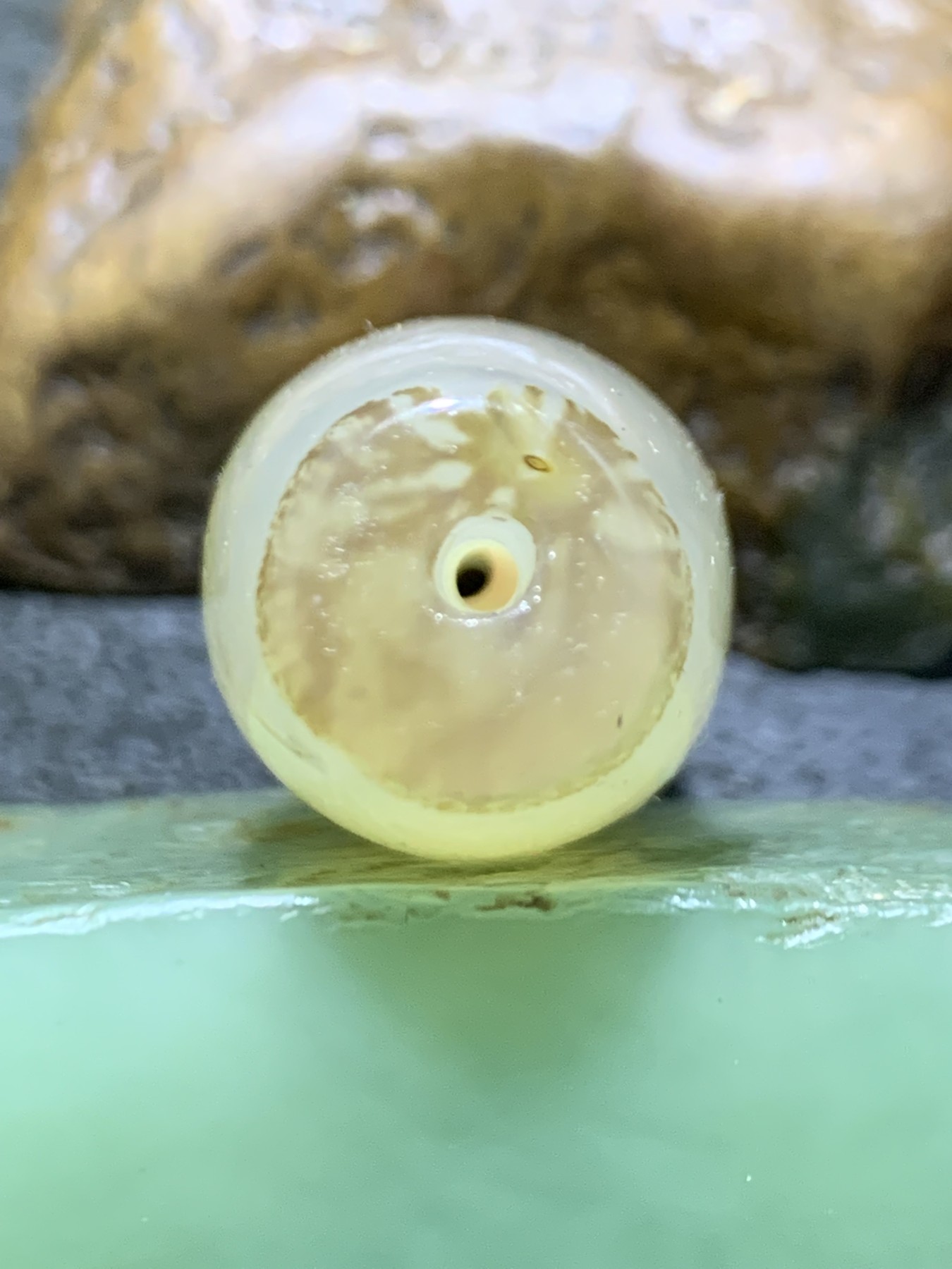 精美高玉化亚光海洋玉髓手工俏色巧雕成佛作祖意境大桶珠一个