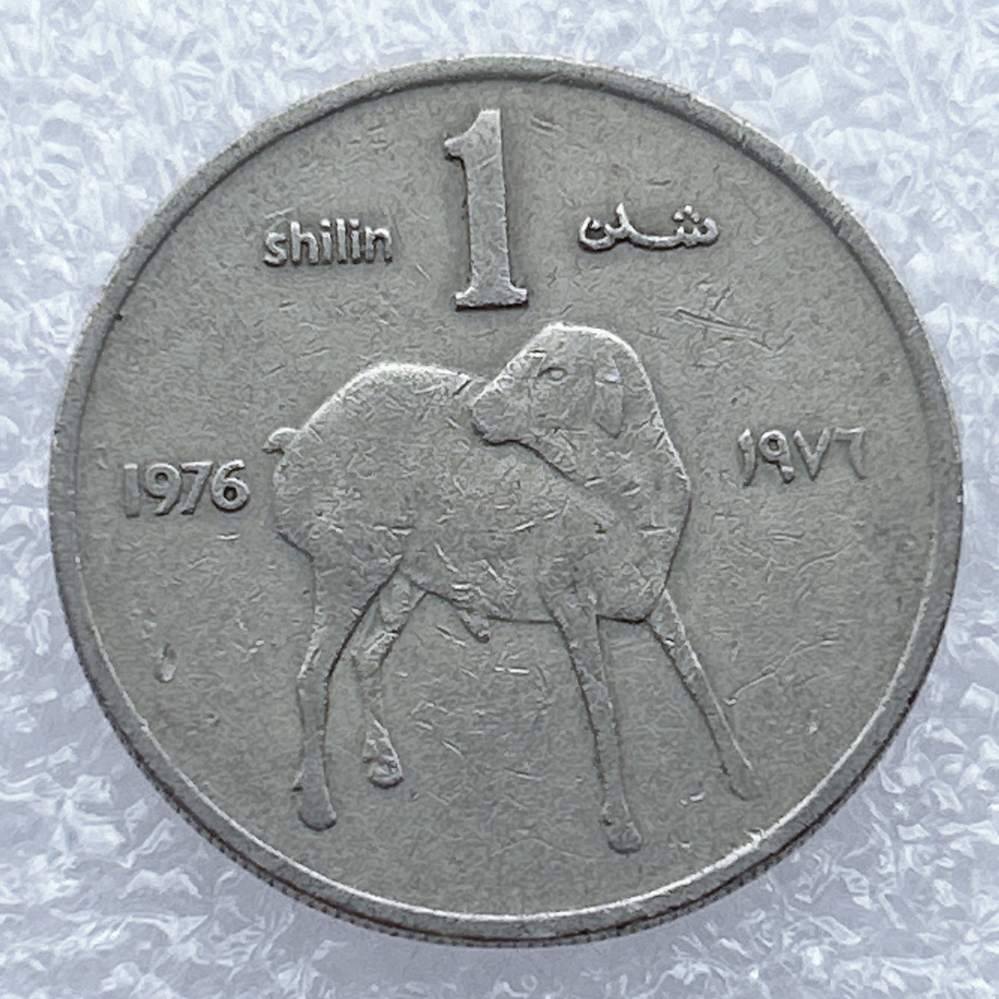 全场一元起拍 世界钱币散币场 第12期 索马里1976年1先令  FAO纪念币