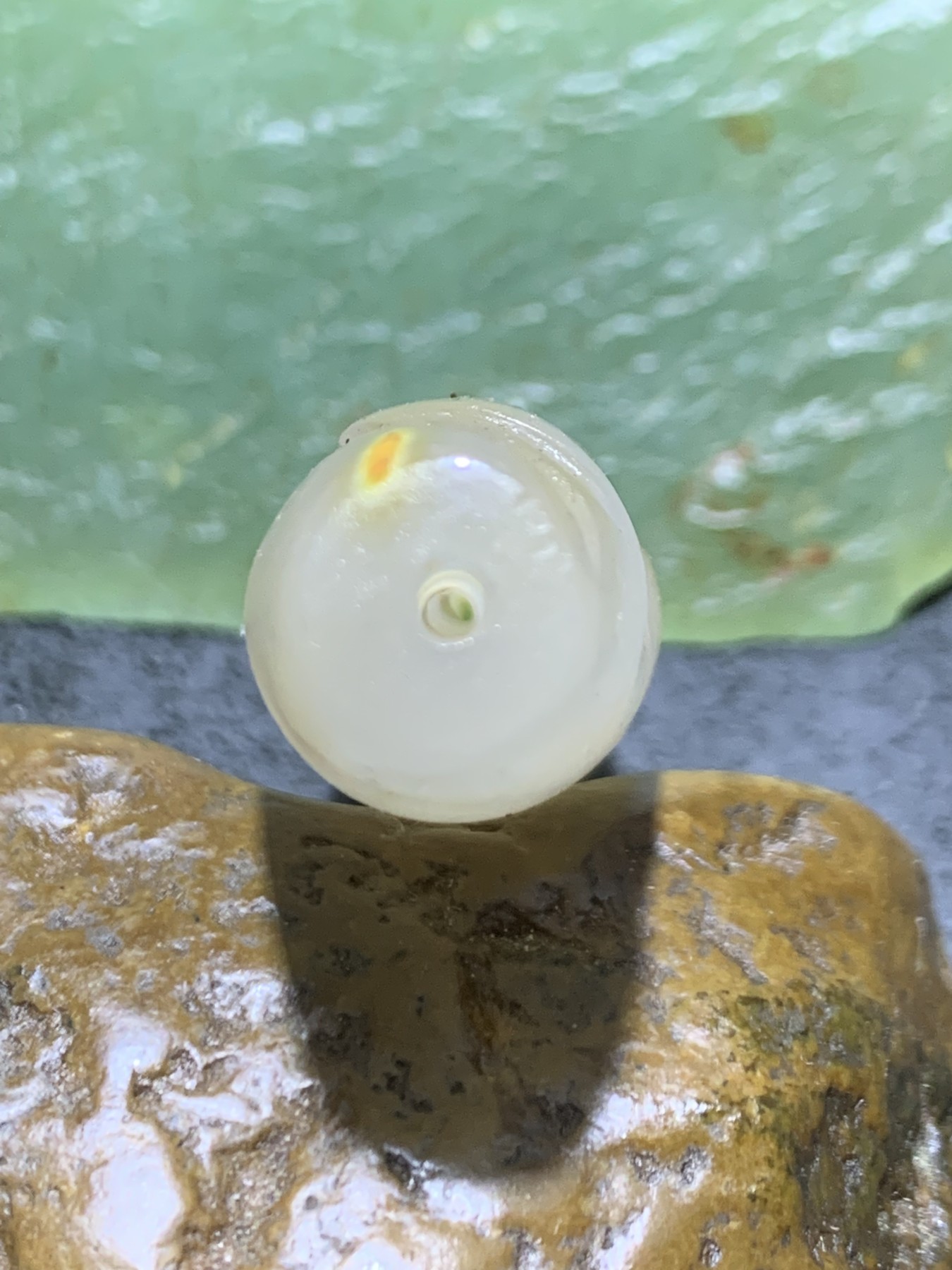 精美高玉化亚光海洋玉髓手工俏色巧雕登峰造极意境大桶珠一个！