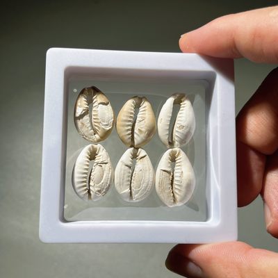 全场0元起拍，第25期，周六18：00脱坑回血专场 接代拍 - 殷商时期 古贝