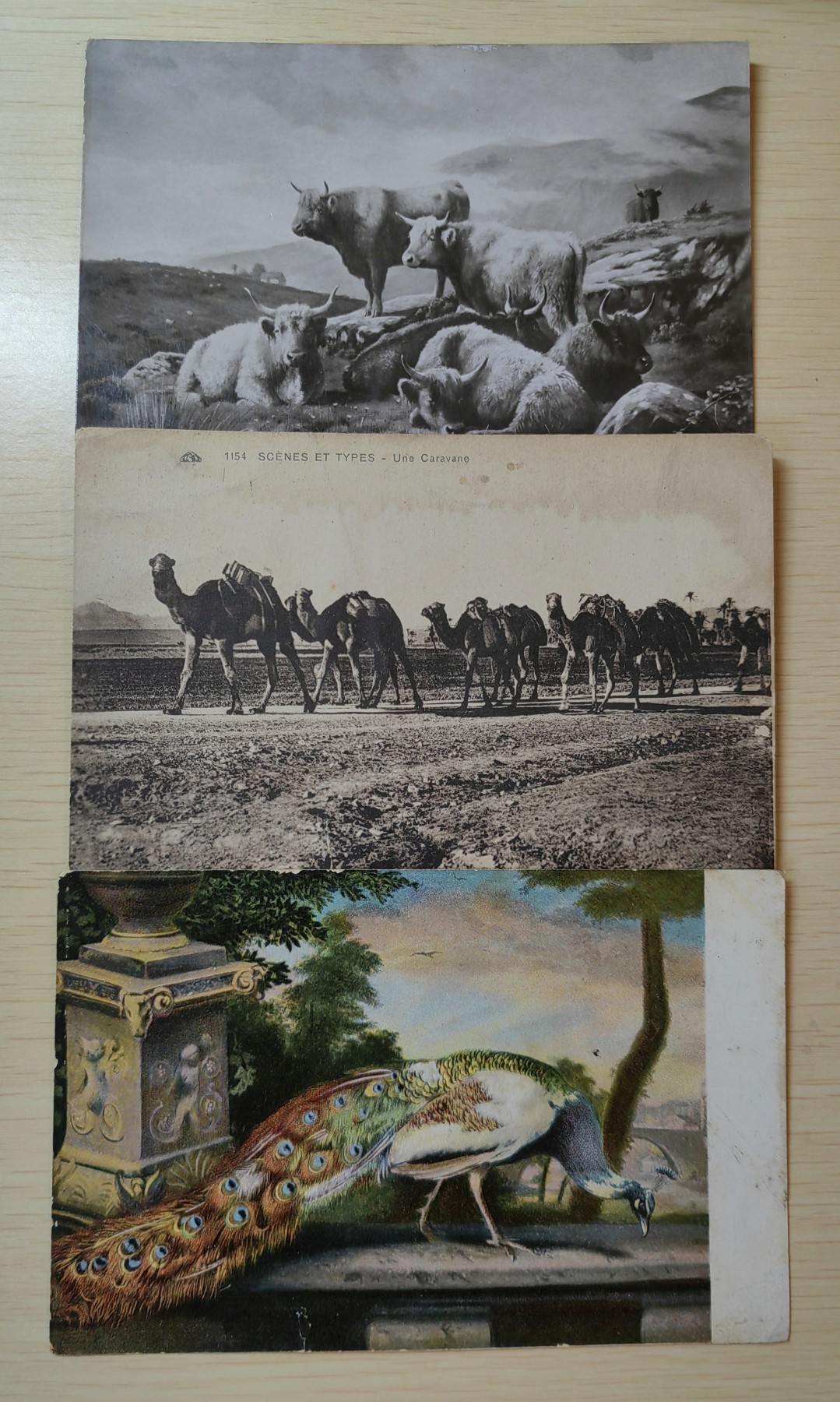 老掉牙明信片组合专场（10年代至00年代） 动物主题（牛，孔雀，骆驼）