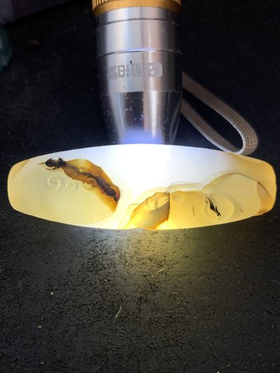 精美高玉化亚光海洋玉髓手工俏色巧雕普度众生大桶珠一个！ 精美高玉化亚光海洋玉髓手工俏色巧雕普度众生大桶珠一个！