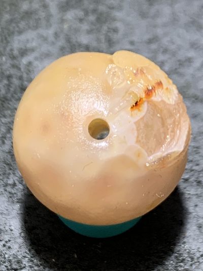 精美亚光糖心料战国红玛瑙手工俏色巧雕仙鹤随形圆珠一个 精美亚光糖心料战国红玛瑙手工俏色巧雕仙鹤随形圆珠一个