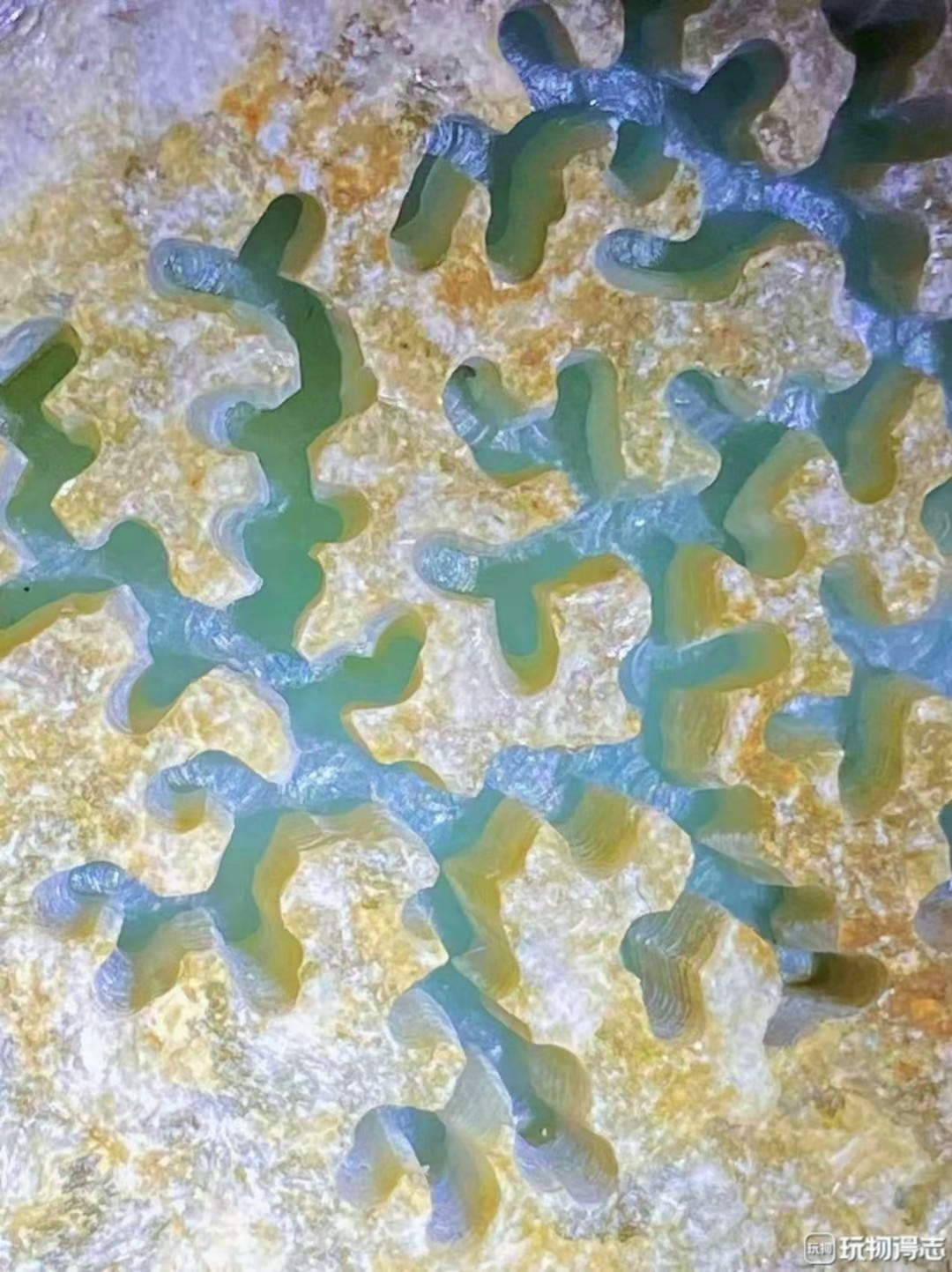 南齐开窗冰晴手镯料，重1.4公斤，种老起胶，开窗部位已经看到肉质细腻，起胶感，品相完美，几乎没裂，性价比高高哦