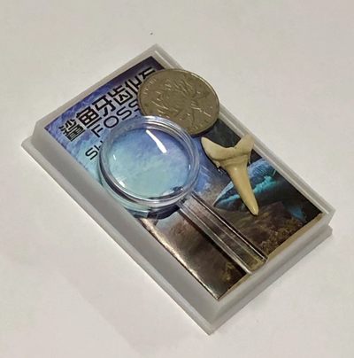 零元拍：远古鲨鱼牙齿化石标本，大小请参照一元硬币。亚克力盒装。拍中还送DID精美记事本  - 零元拍：远古鲨鱼牙齿化石标本，大小请参照一元硬币。亚克力盒装。拍中还送DID精美记事本 