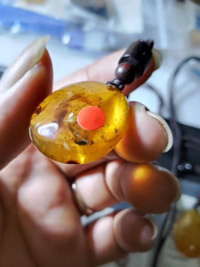 🔥 🇨🇳 三版人民币及四版壹角【珀进虫缘】🔴 波罗的海原矿，纯天然俄料！🔴 一物一证，支持全国复检。🔴 三包到手🔴放心捡漏 🔴  🔥 ｛珀进虫缘｝🔥 实物按图一物一证，三包