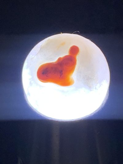 精美亚光冰飘战国红玛瑙手工俏色巧雕一夜成佛意境珠一颗！ 精美亚光冰飘战国红玛瑙手工俏色巧雕一夜成佛意境珠一颗！