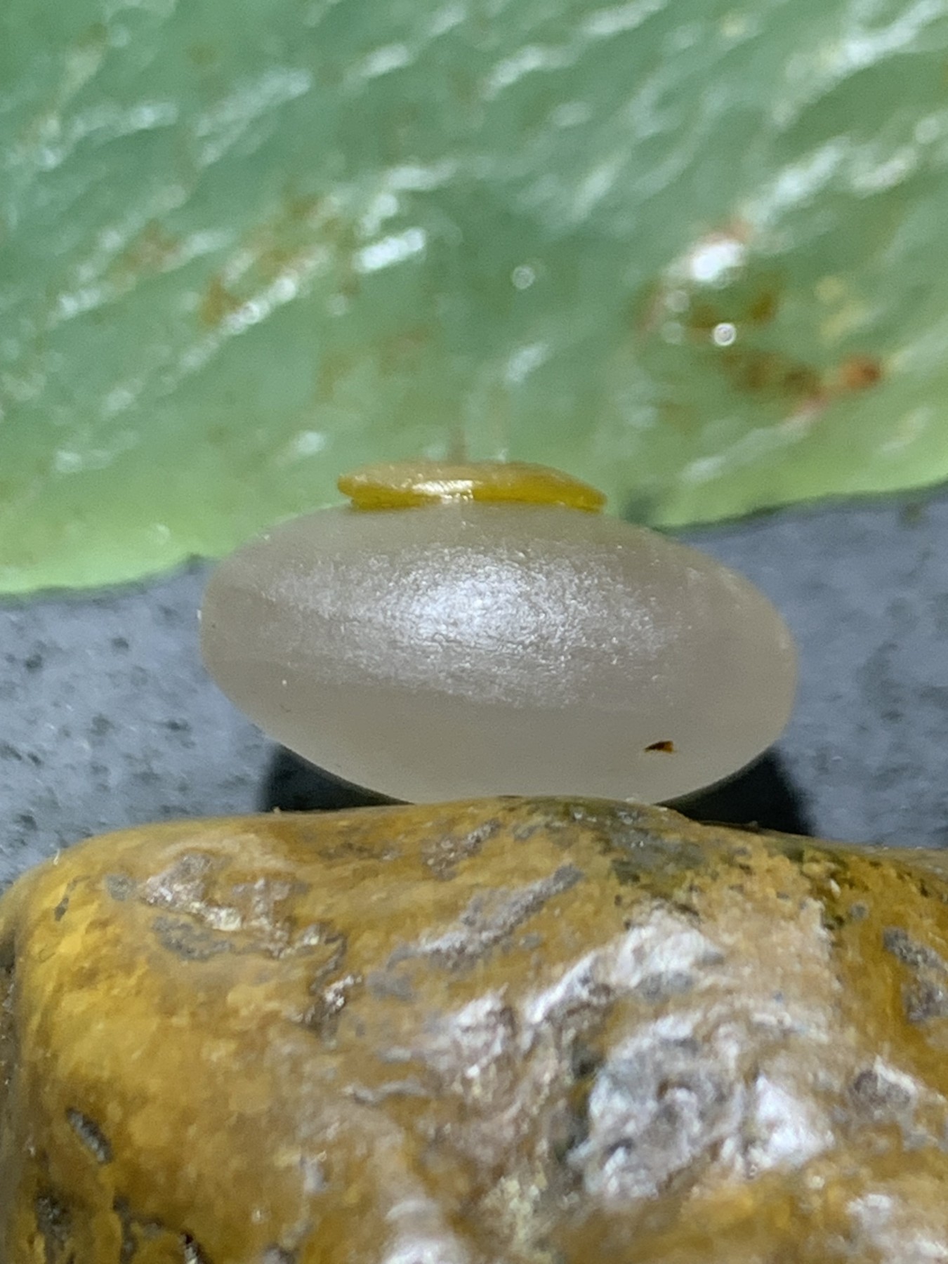 精美亚光冻料鸡油黄蒙料战国红玛瑙手工俏色巧雕太阳花吊坠一个
