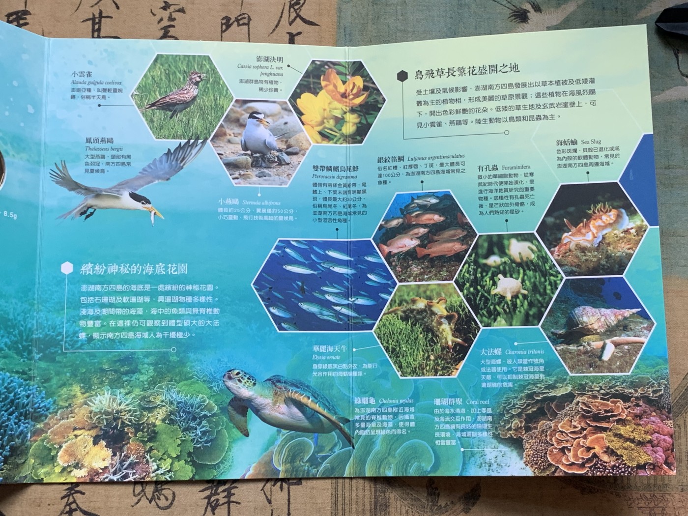 《竞宝斋》第196场-周日，周一 2场 (全场包邮) 台湾省套币（澎湖南方四岛） 少见套币品种 含特殊年份莫那鲁道纪念币