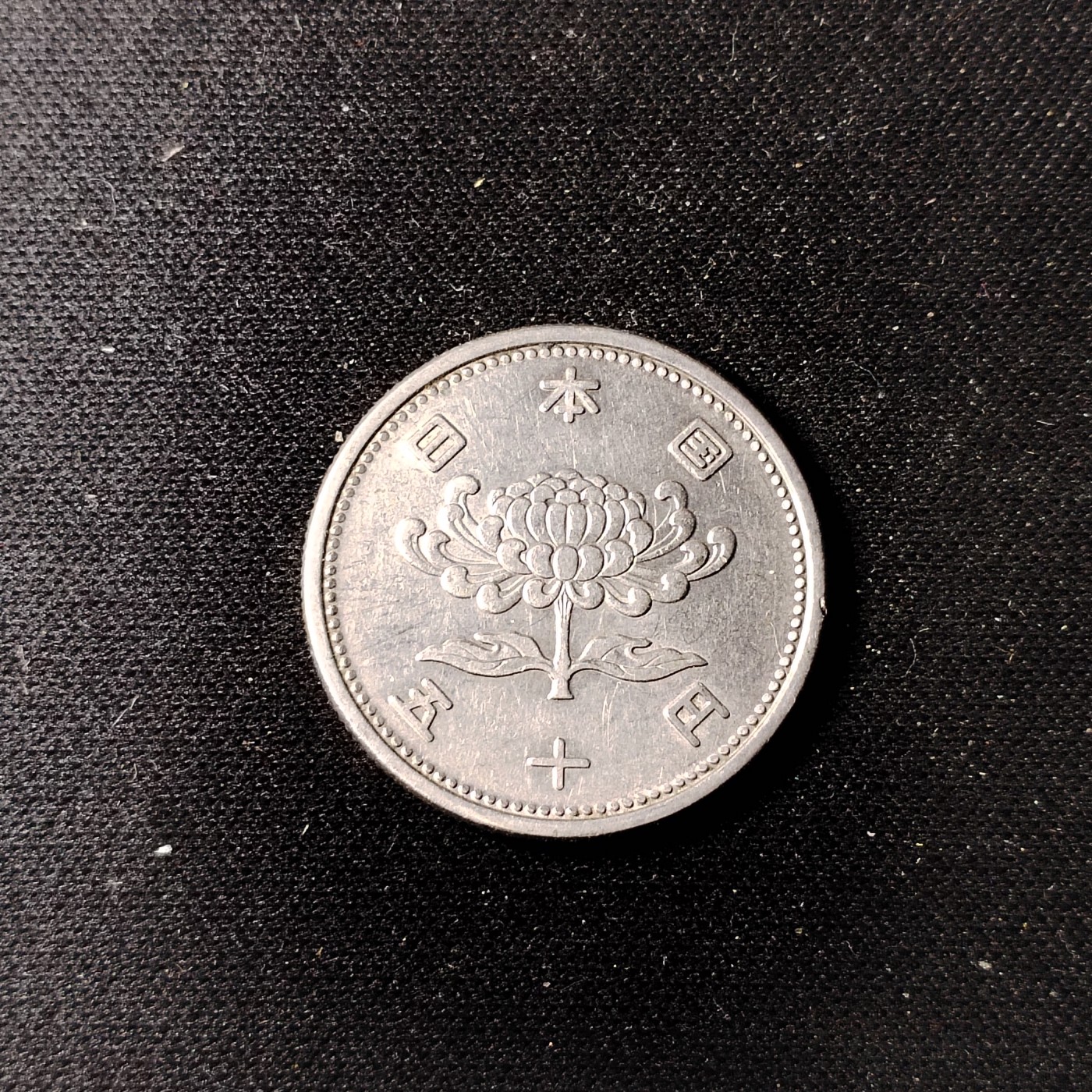 240301 稀少菊花五十钱