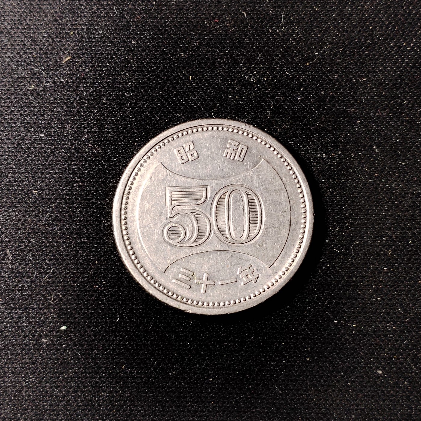 240301 稀少菊花五十钱