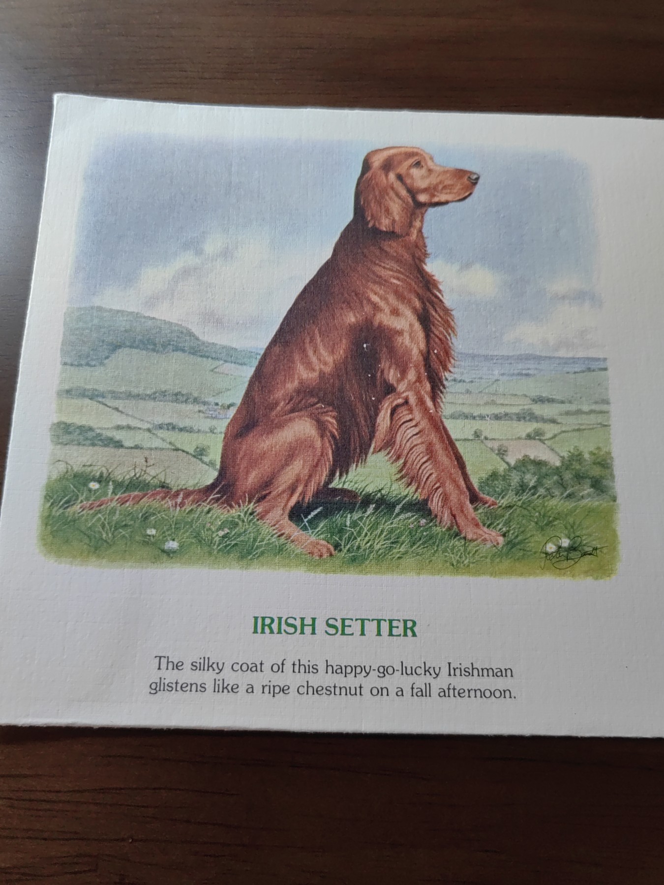 外国邮品精品专场（秒杀）第①③场 英国1979 英国犬