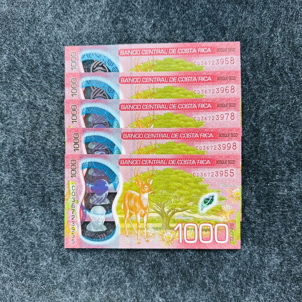 哥斯达黎加2021年1000克朗塑料钞
