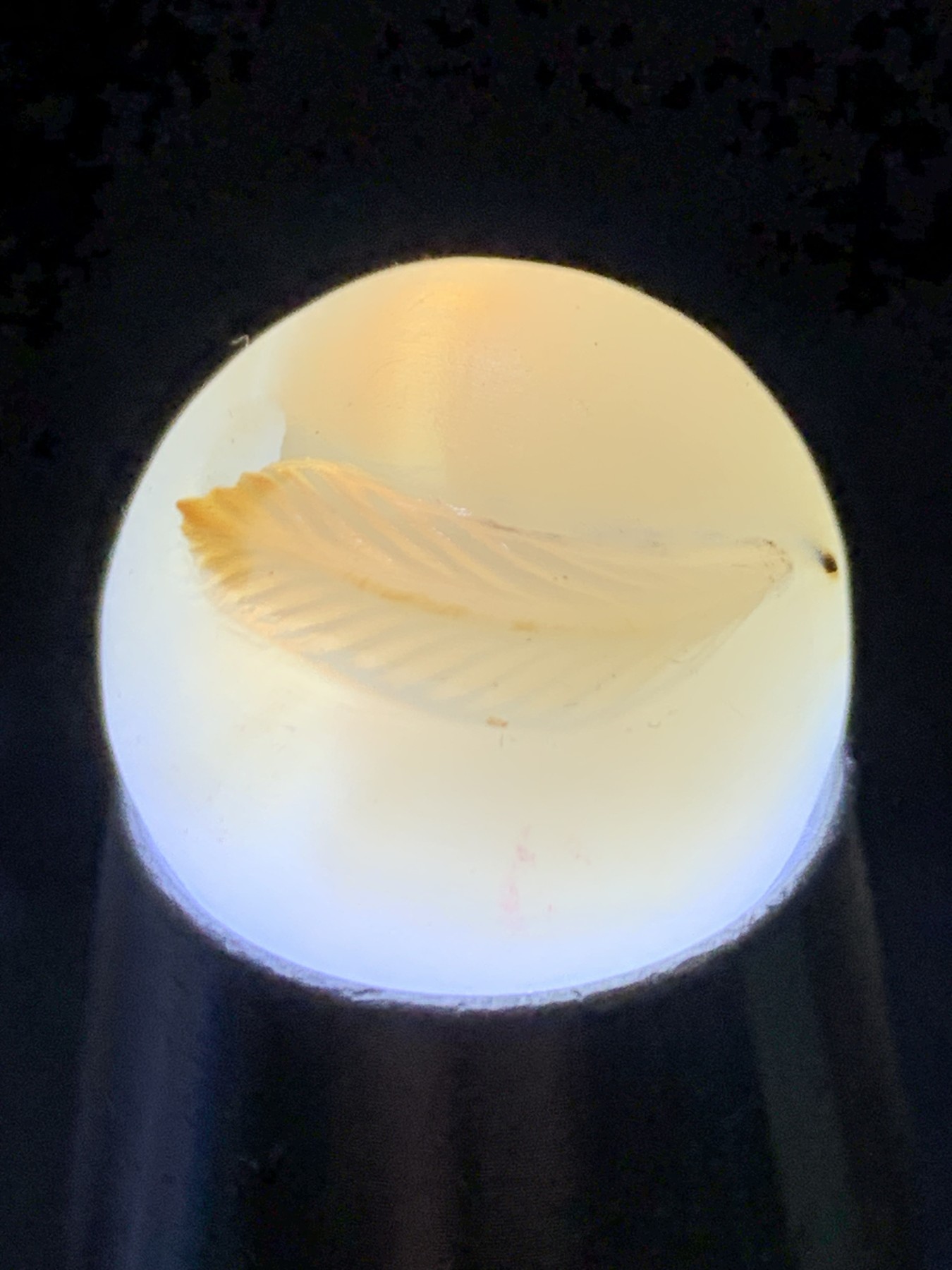精美高玉化亚光海洋玉髓手工俏色巧雕羽毛圆珠一个